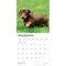BrownTrout; Dachshund Puppies | 2027 12 x 24 Inch (Hanging) Monthly Square Wall Calendar | Plastic-Free; Category:Wall Calendars; Image:5